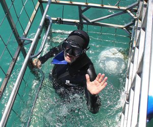 Minister of Tourism goes Shark Cage Diving with Marine Dynamics